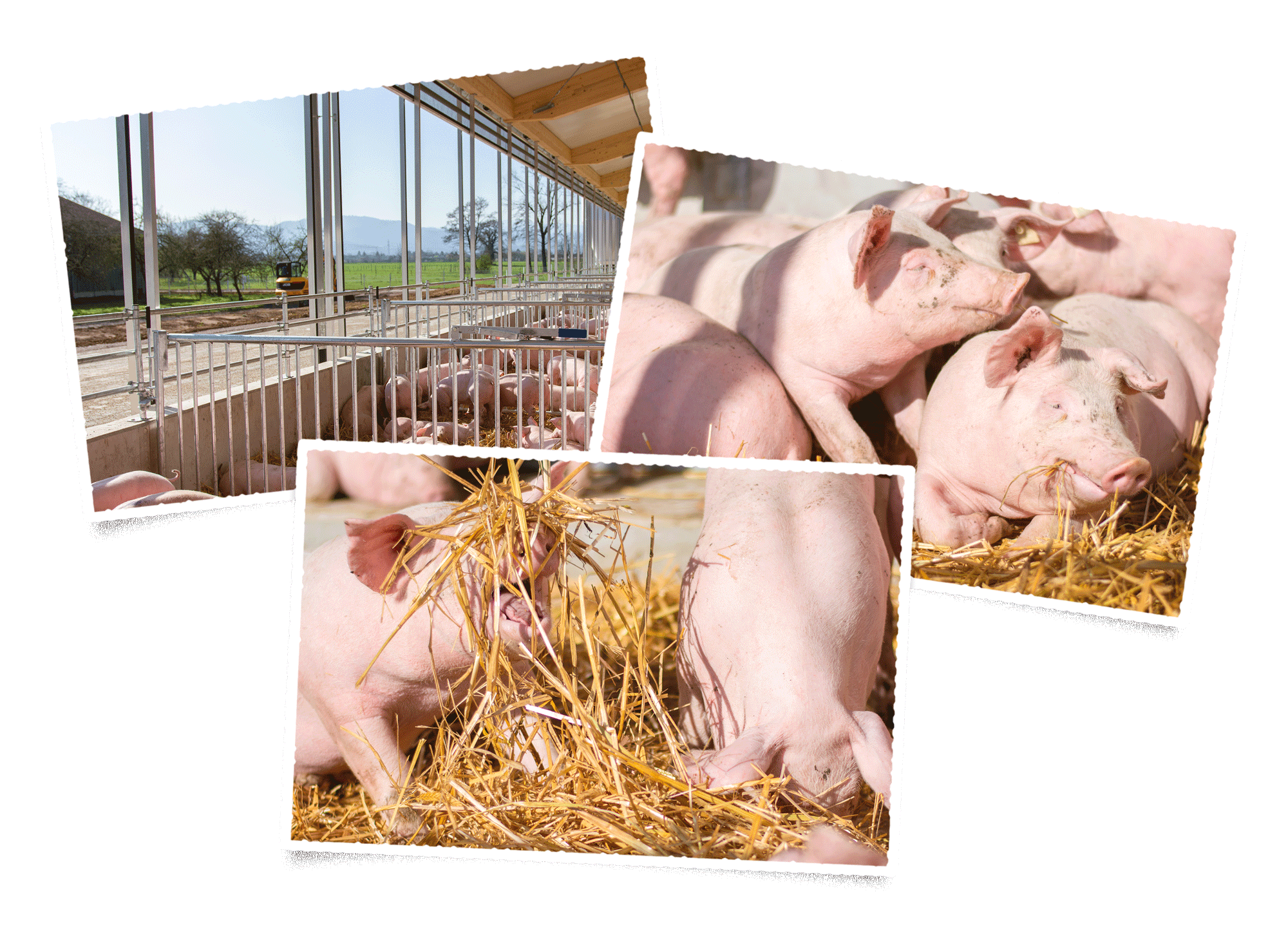 Strohschweine in einem Tierwohlstall mit der Haltungsform 4 (vier) in Denzlingen im Schwarzwald zeigt die Tiere im Stroh im Außenbereich mit einem Panorama von Bergen des Glottertal aus dem die Metzgerei Linder kommt und die Schweine bezieht
